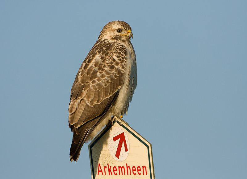 Buteo buteo Common Buzzard Buizerd